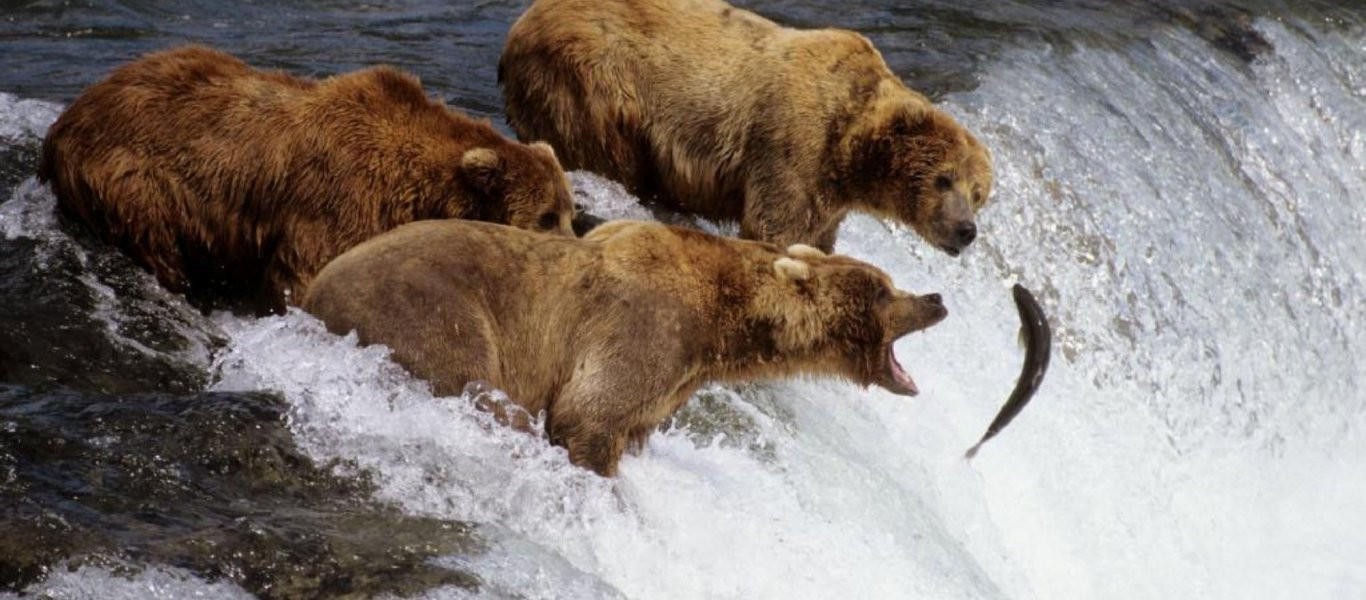 Οι καφέ αρκούδες στο νησί Kodiak της Αλάσκας αλλάζουν τη διατροφή τους